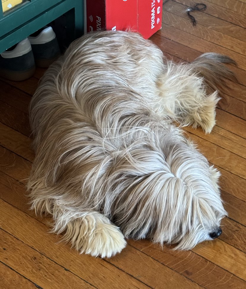 Sophie Vershbow tweet media