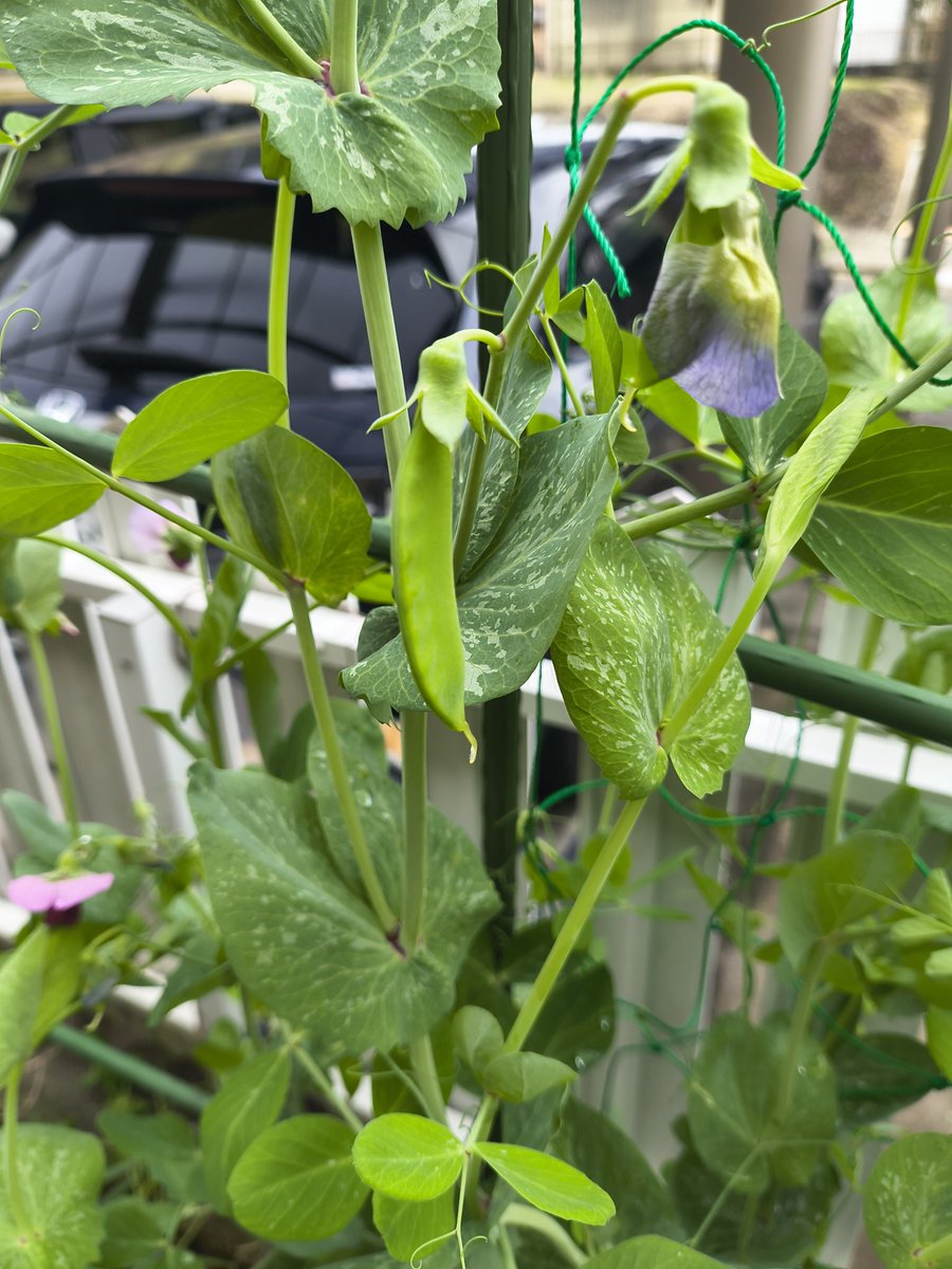 🌸豆太のママ🐈🐈‍⬛🎁 tweet media