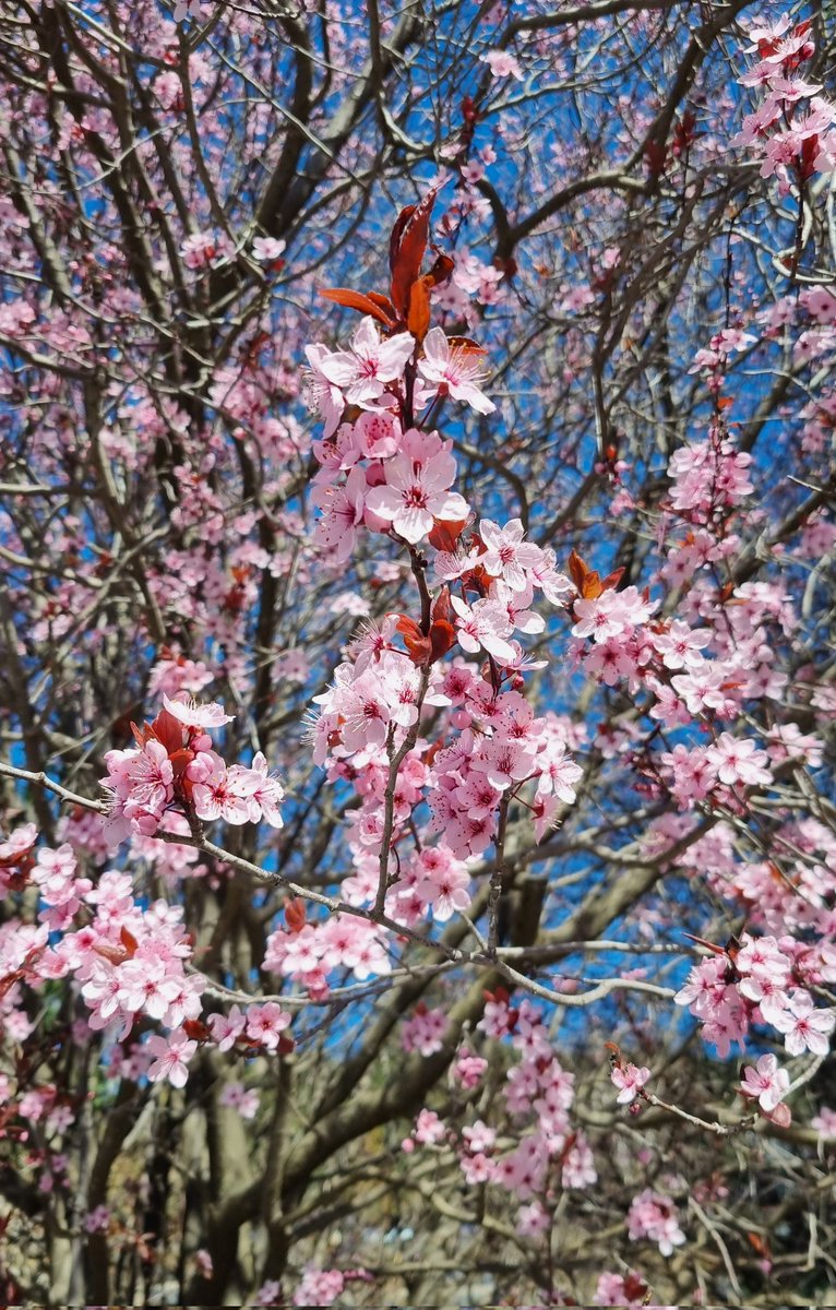Nuriavj20's tweet photo. Una mica de lectura, muntanya i primavera agafant aire i energia.🌸🪻📚 https://t.co/J5d0lJzFtP