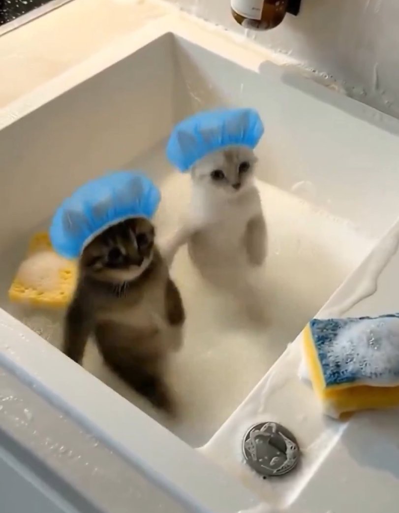 ~нет~ tweet media