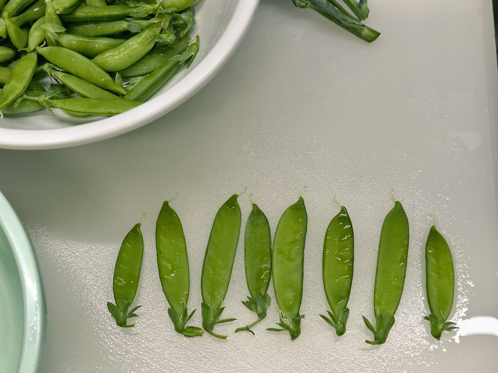 🌸豆太のママ🐈🐈‍⬛🎁 tweet media