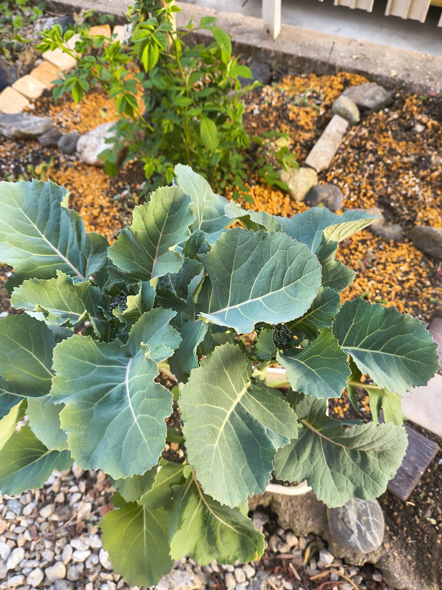 🌸豆太のママ🐈🐈‍⬛🎁 tweet media