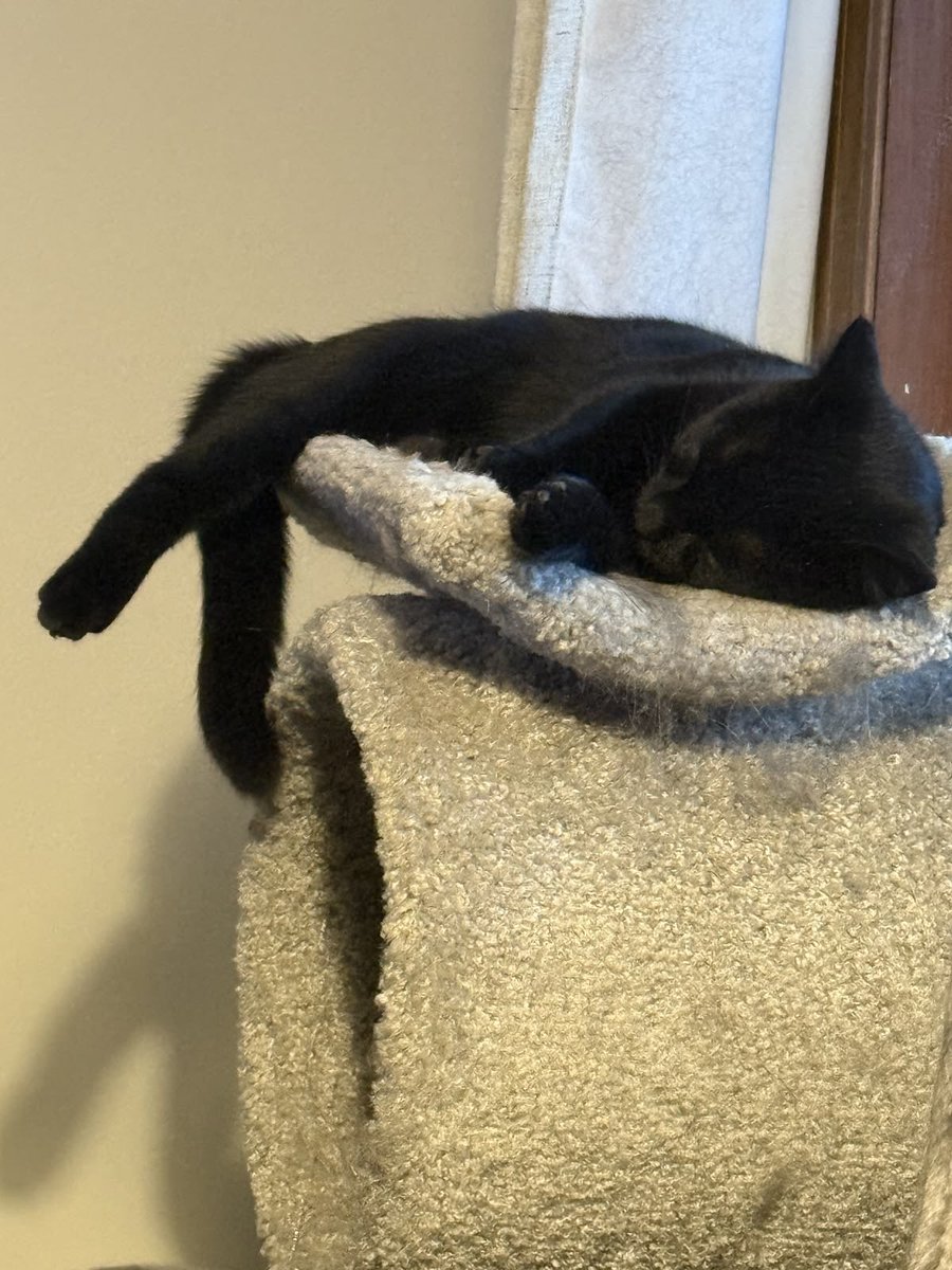 Black cats are not bad luck tweet media