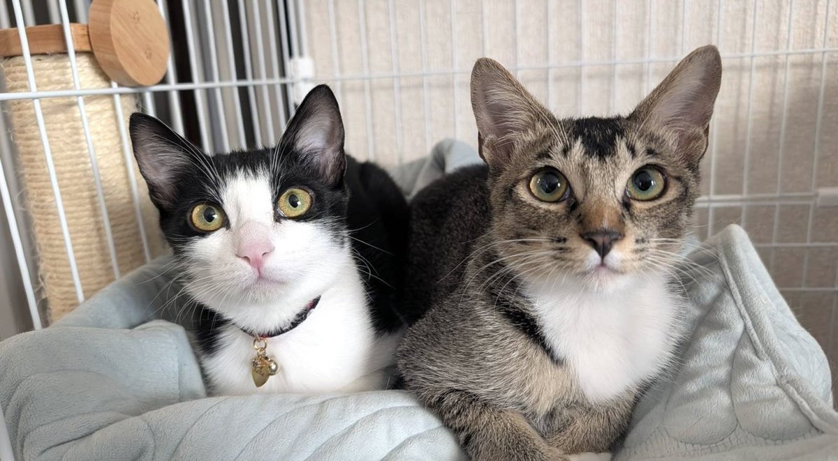 皐月 恵@Kei Satsuki tweet media