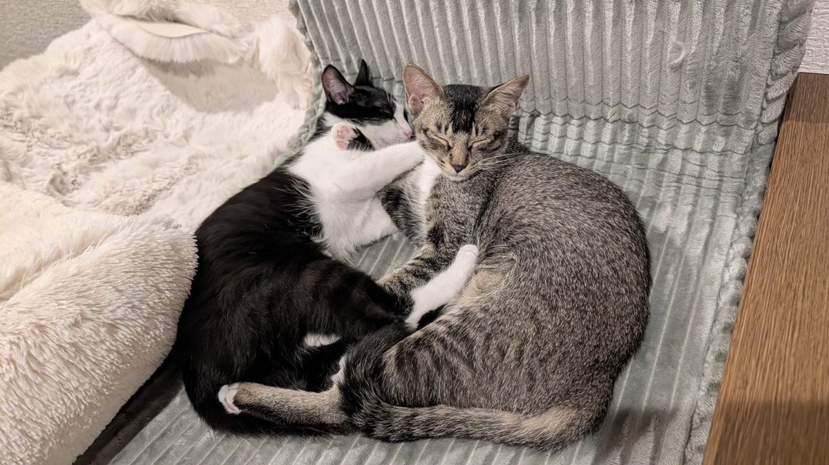 皐月 恵@Kei Satsuki tweet media