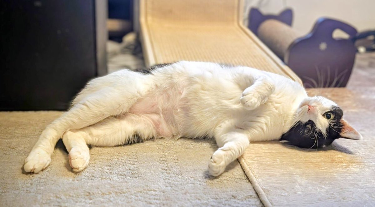 皐月 恵@Kei Satsuki tweet media