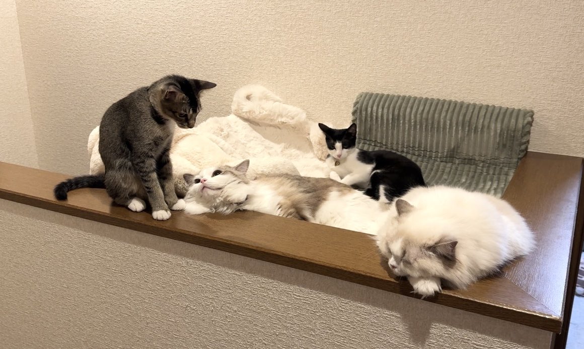 皐月 恵@Kei Satsuki tweet media