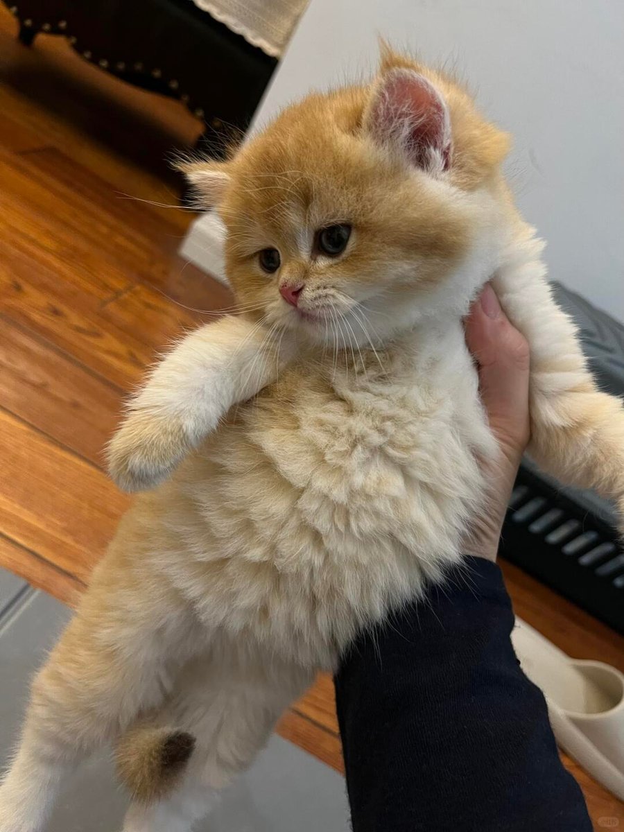 cutest cats (@cutestscats) on Twitter photo 