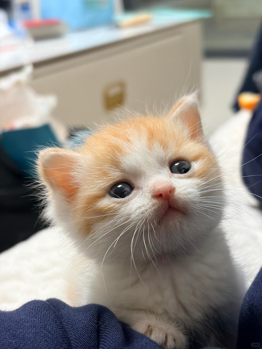 cutest cats tweet media