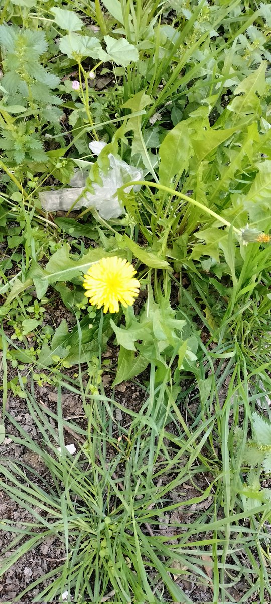 Nazanbeach 💜 PajariThor tweet media