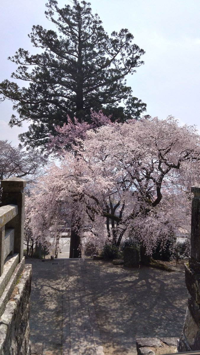 CarenStore's tweet photo. 高森町の牛牧神社と瑠璃寺🌸

駒ヶ根市中沢の桜🌸

日本の美しい春🌸🌸🌸
ピンクに染まる季節

#牛牧神社 #瑠璃寺 #高森町 https://t.co/mRJLFilQy5