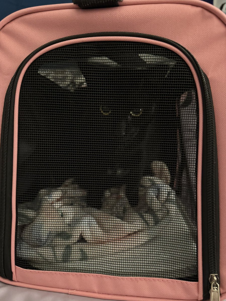 cassandra the cat ⏾ tweet media