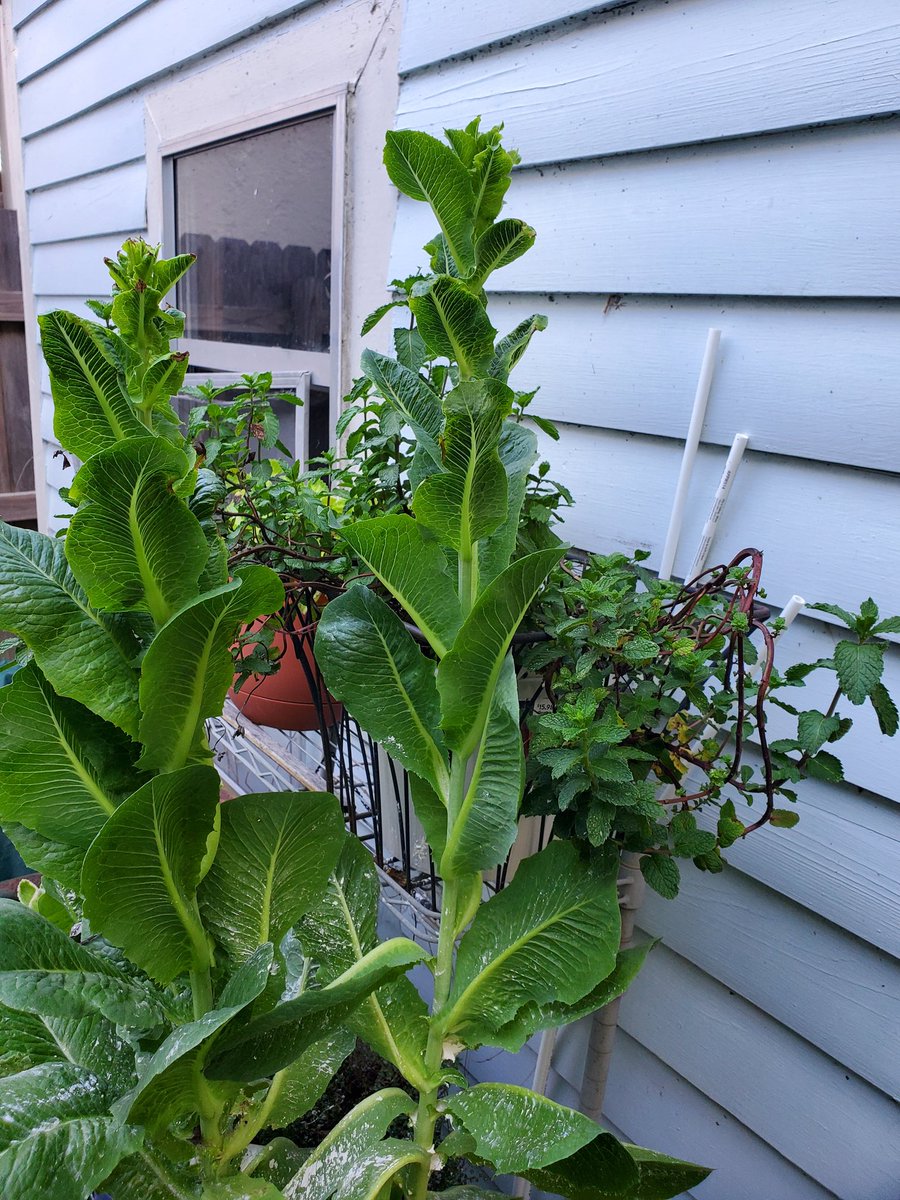 BlackButterfly tweet media