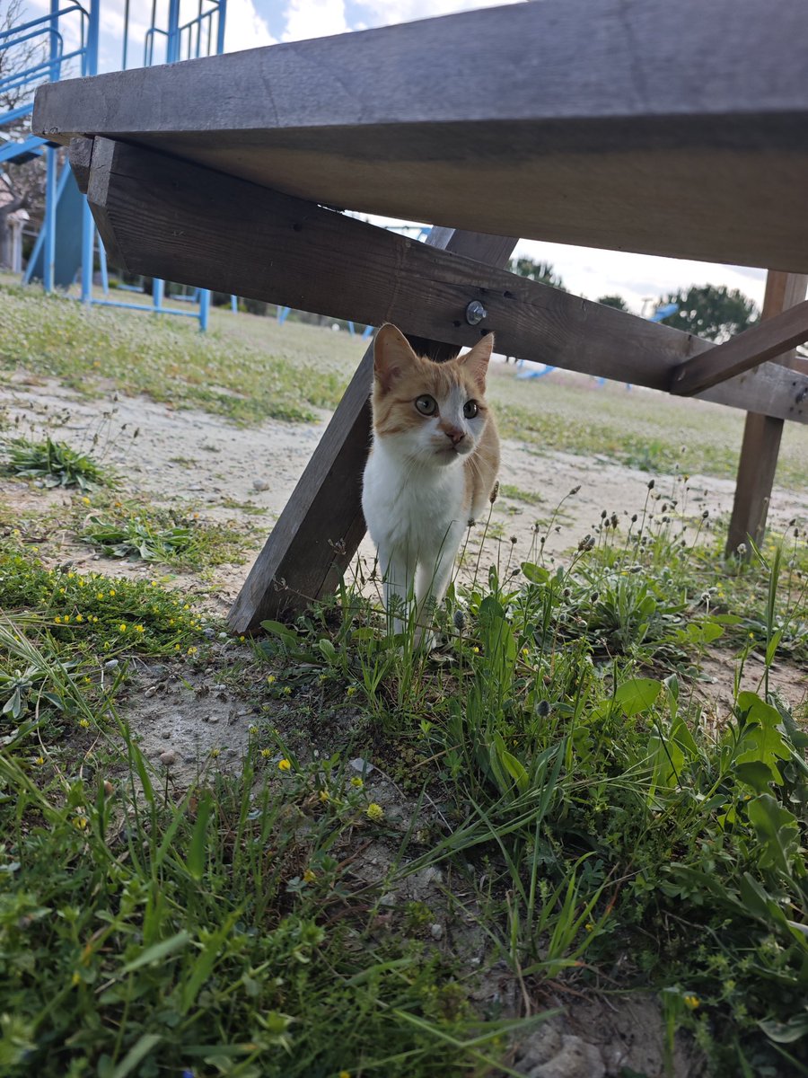 Sitenin yeni şapşalı