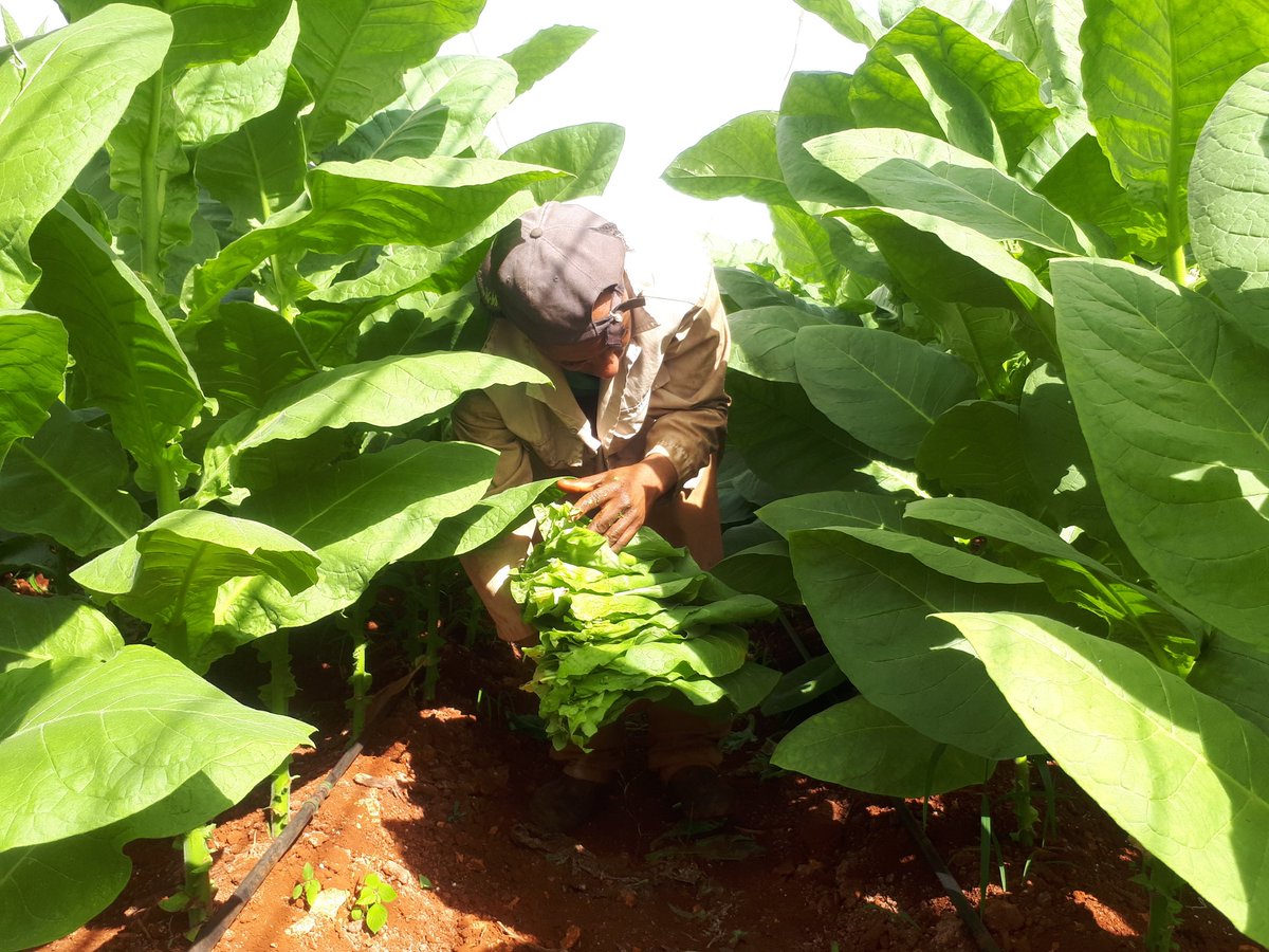 En fase final cosecha de tabaco tapado en Artemisa. Entran en recolección las últimas 39 hectáreas de las 497 plantadas en la campaña tabacalera 25-26. 

#TabacalerosPorMás