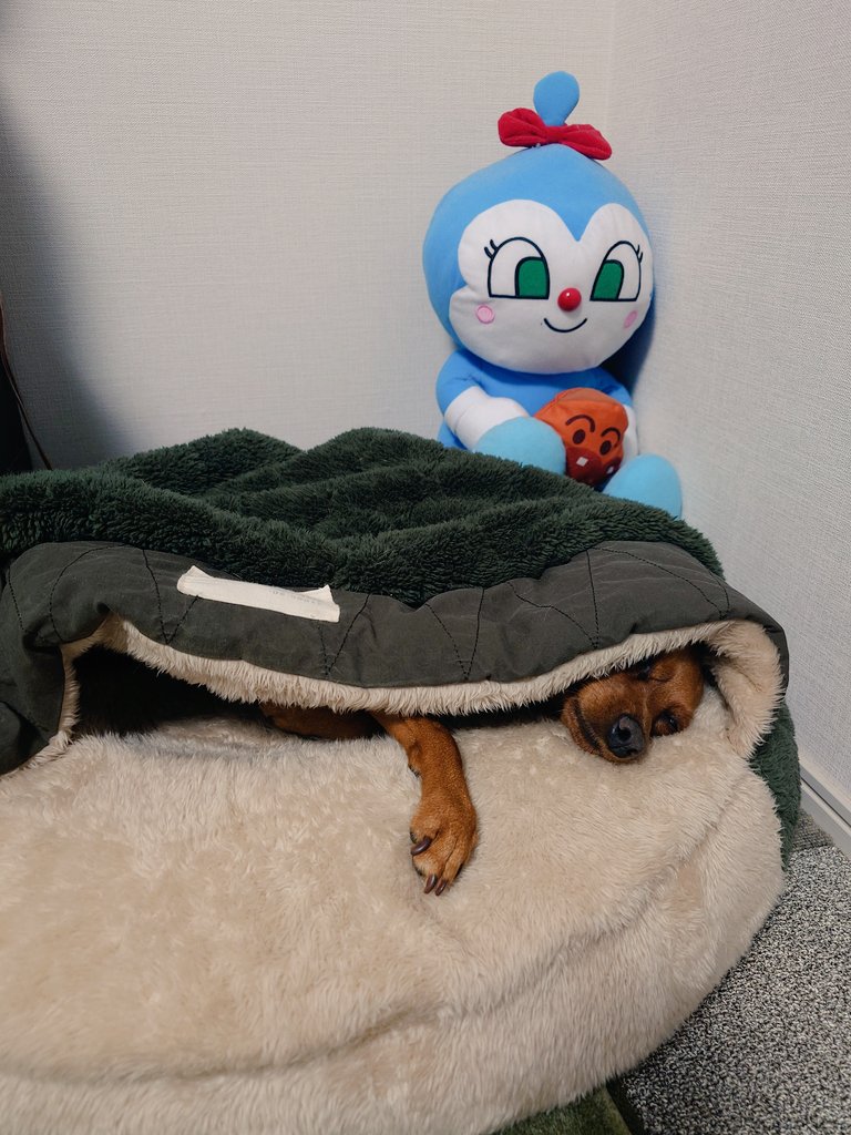minipin_leon's tweet photo. おネムです💤 https://t.co/L99V9cSCvg