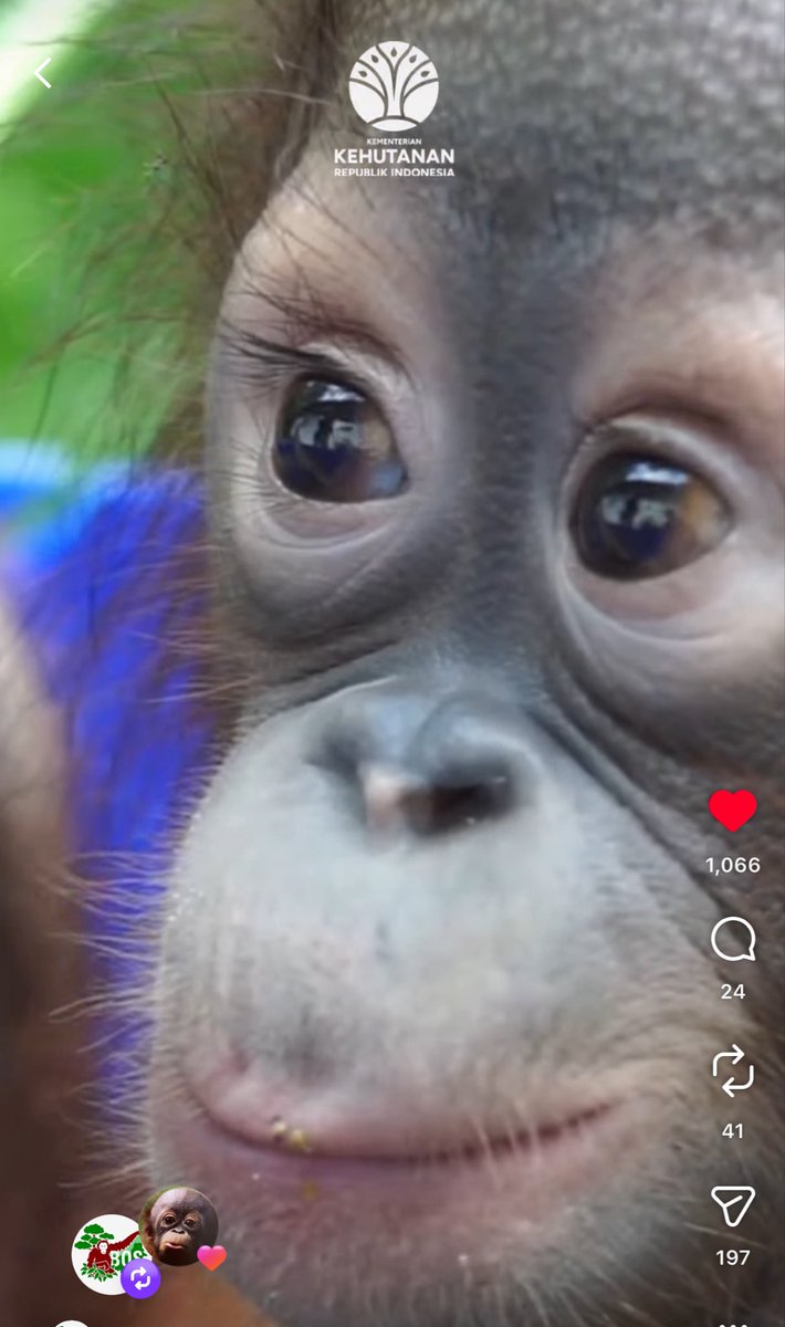 Apetimus Primate tweet media