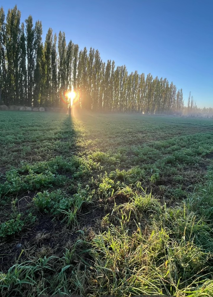 mansilla gaillard Ⓜ tweet media