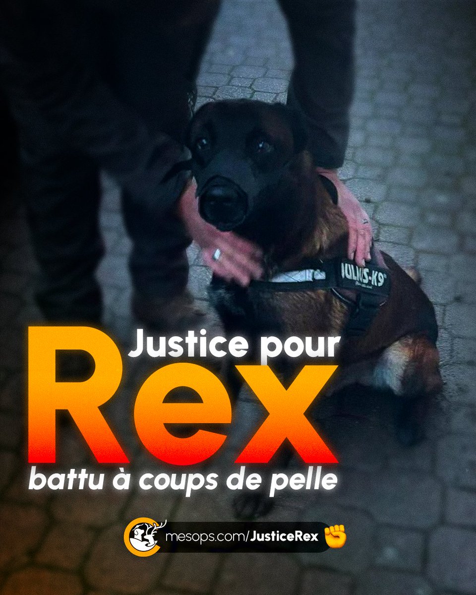 Mobilisation pour la Cause Animale tweet media