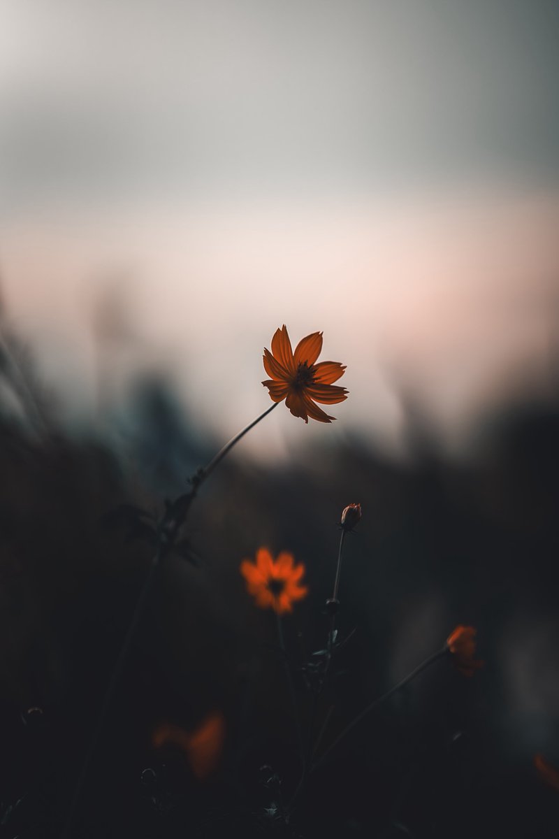 takuya_photo_x's tweet image. #愛用レンズを画像付きで布教する
SIGMA 85mm F1.4 DG DN | Art
はマジで布教したいくらい好き。