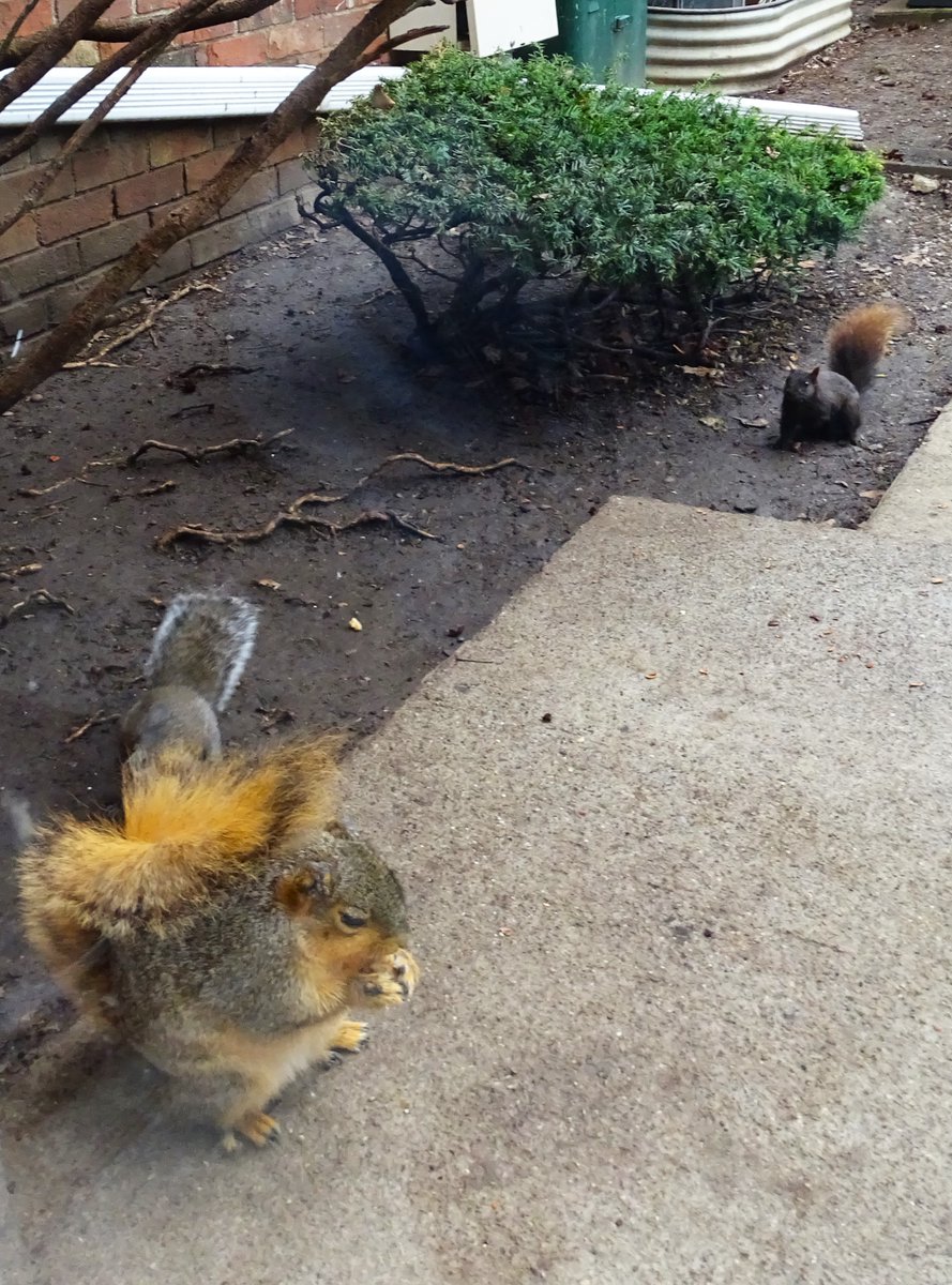VeganSquirrelMan tweet media