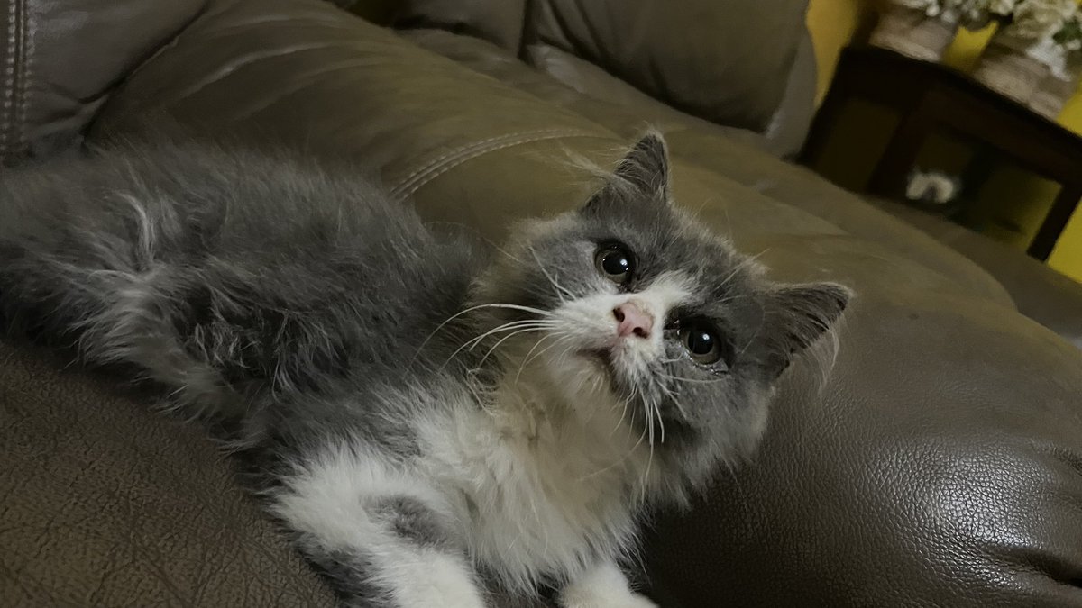 MICI | VTuber Asset Artist | VGenComms Open! tweet media