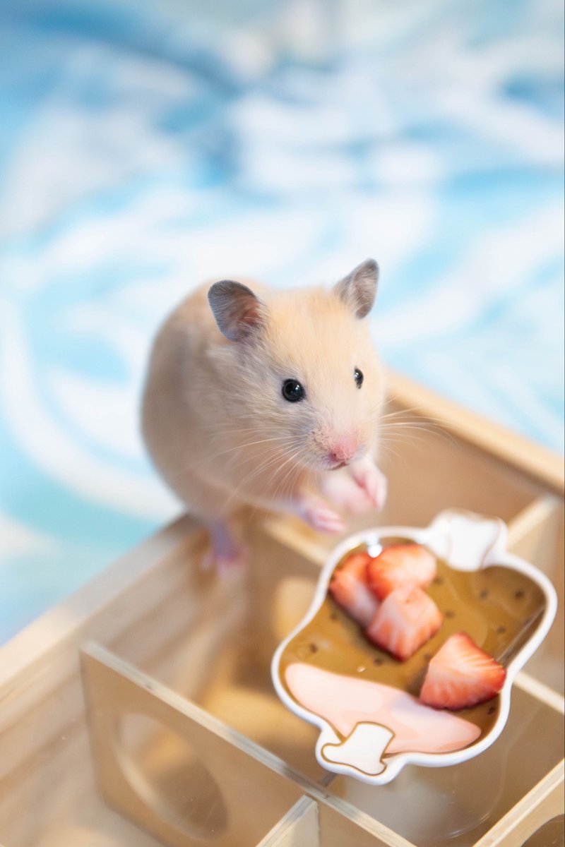 おてだま tweet media