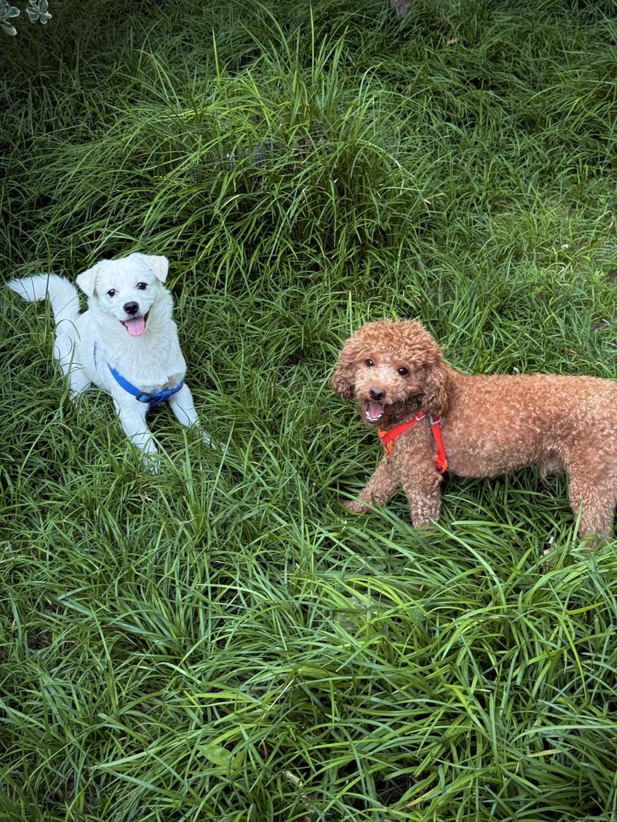 Carlotta Nisco tweet media