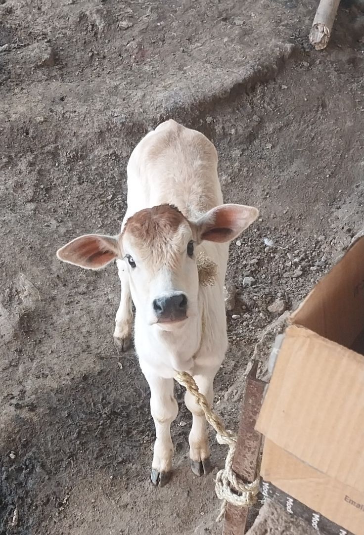 He Who Witnesses tweet media