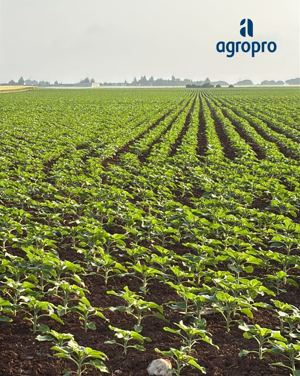 @agroproEs tweet media