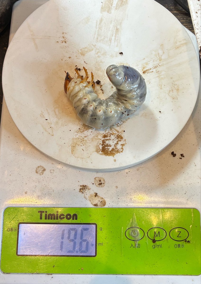 STAG_BEETLE_JAPAN tweet media