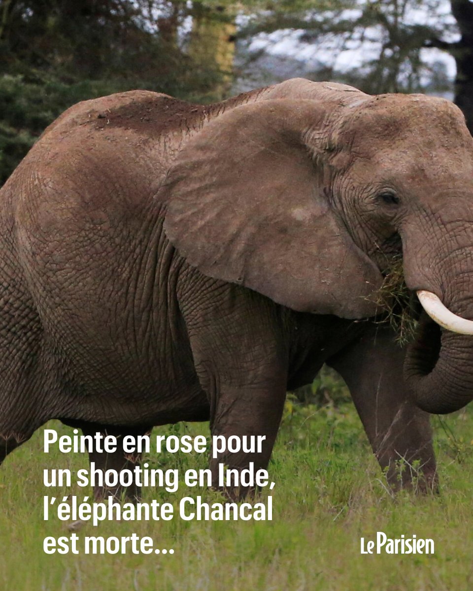 Le Parisien tweet media