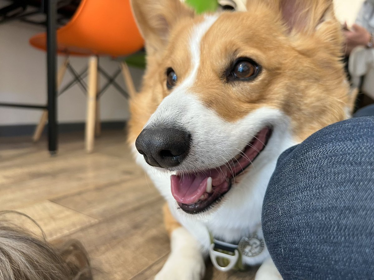 ★ EIN ★@甘えん坊コーギー☻ tweet media