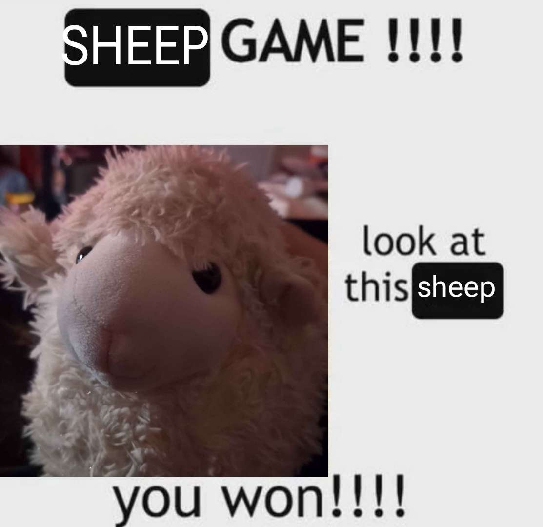 Sheep tweet media