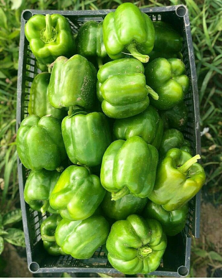 Think & Guess tweet media