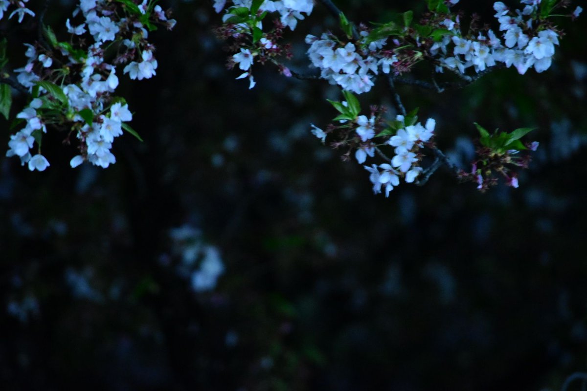 夕月夜@雑談 tweet media