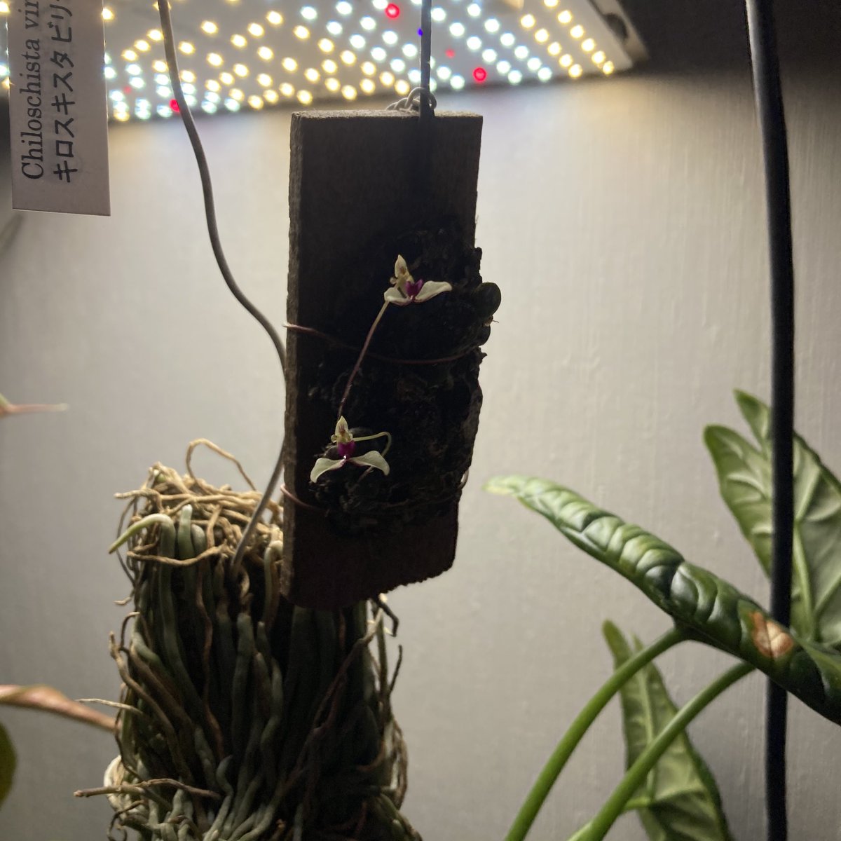 hatazao_engei's tweet image. 咲いた
花が小さすぎてうまく写真撮れない。

#Bulb.drymoda