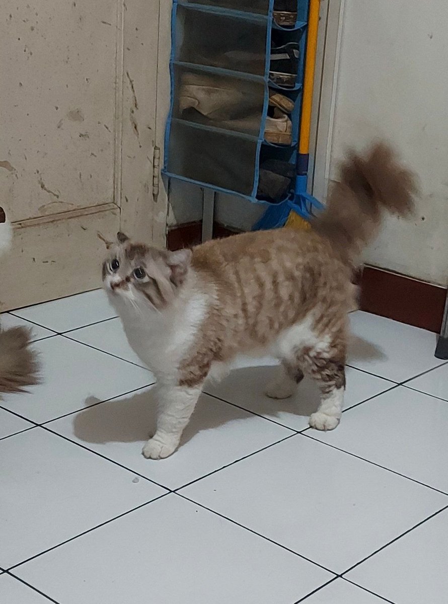 Unpadfess tweet media