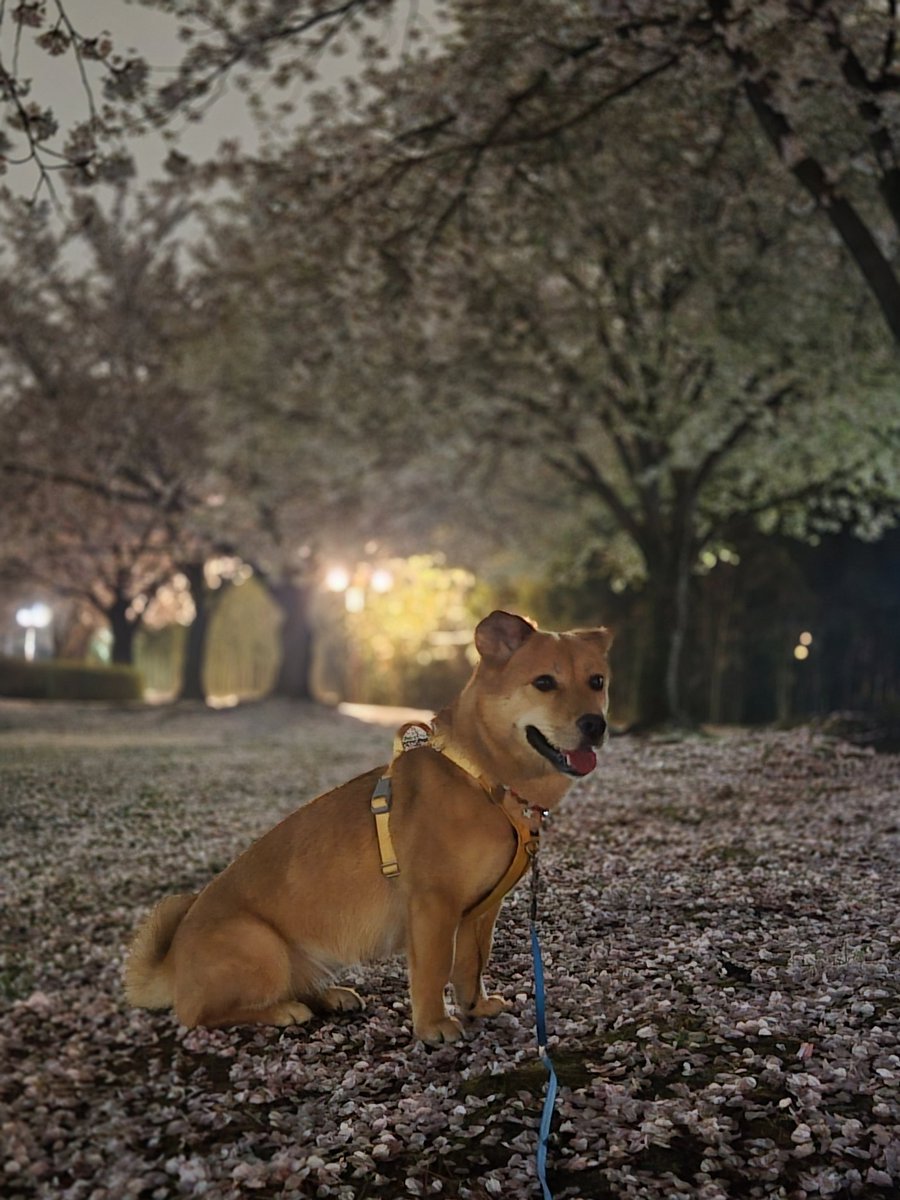 🎗맘씨좋은 🐈김마중씨&🐕 정새별씨 tweet media