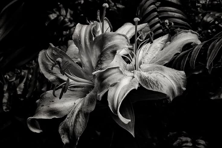 𝗦𝗮𝗻𝗴𝘀𝘁𝗲𝗿. tweet media