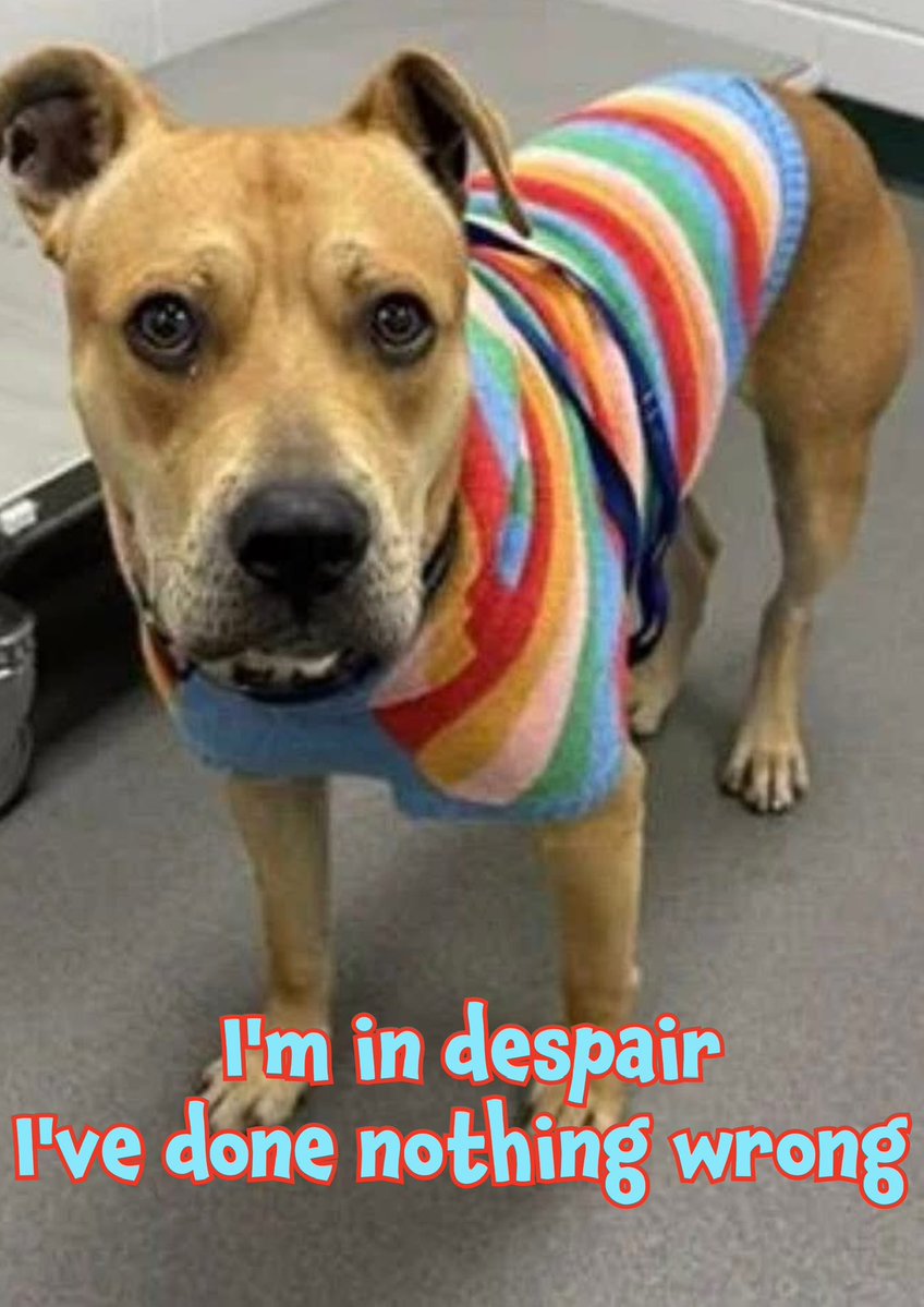 RoCo🇬🇧God Save The King🇬🇧 tweet media