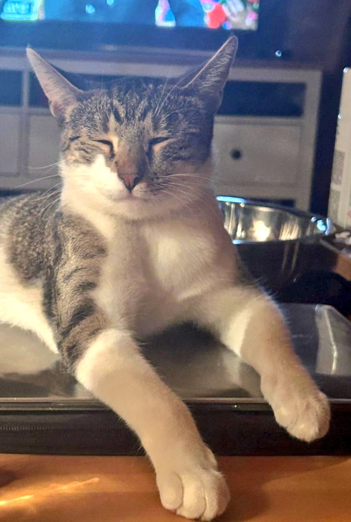 avokatoptimist' tweet media