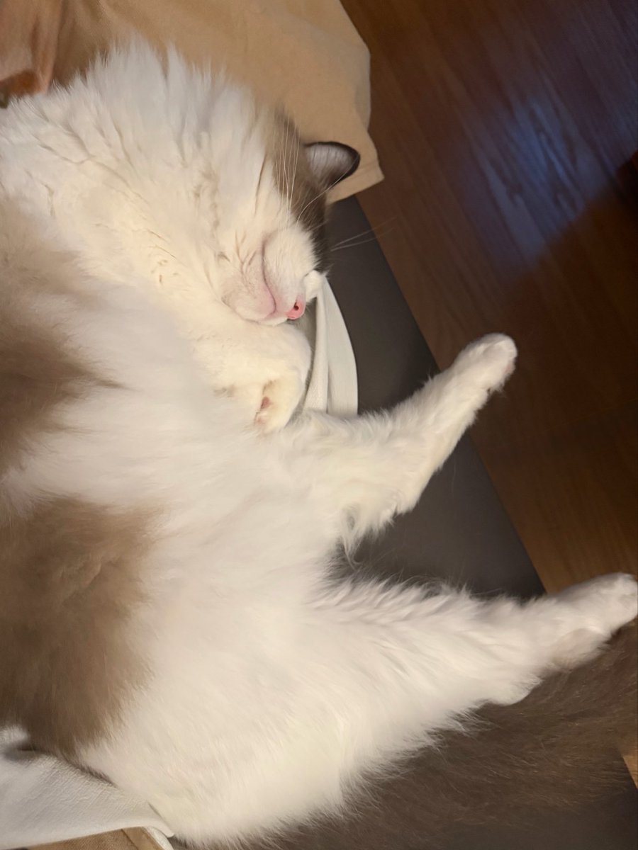 ラグドールのらぐ太郎 tweet media