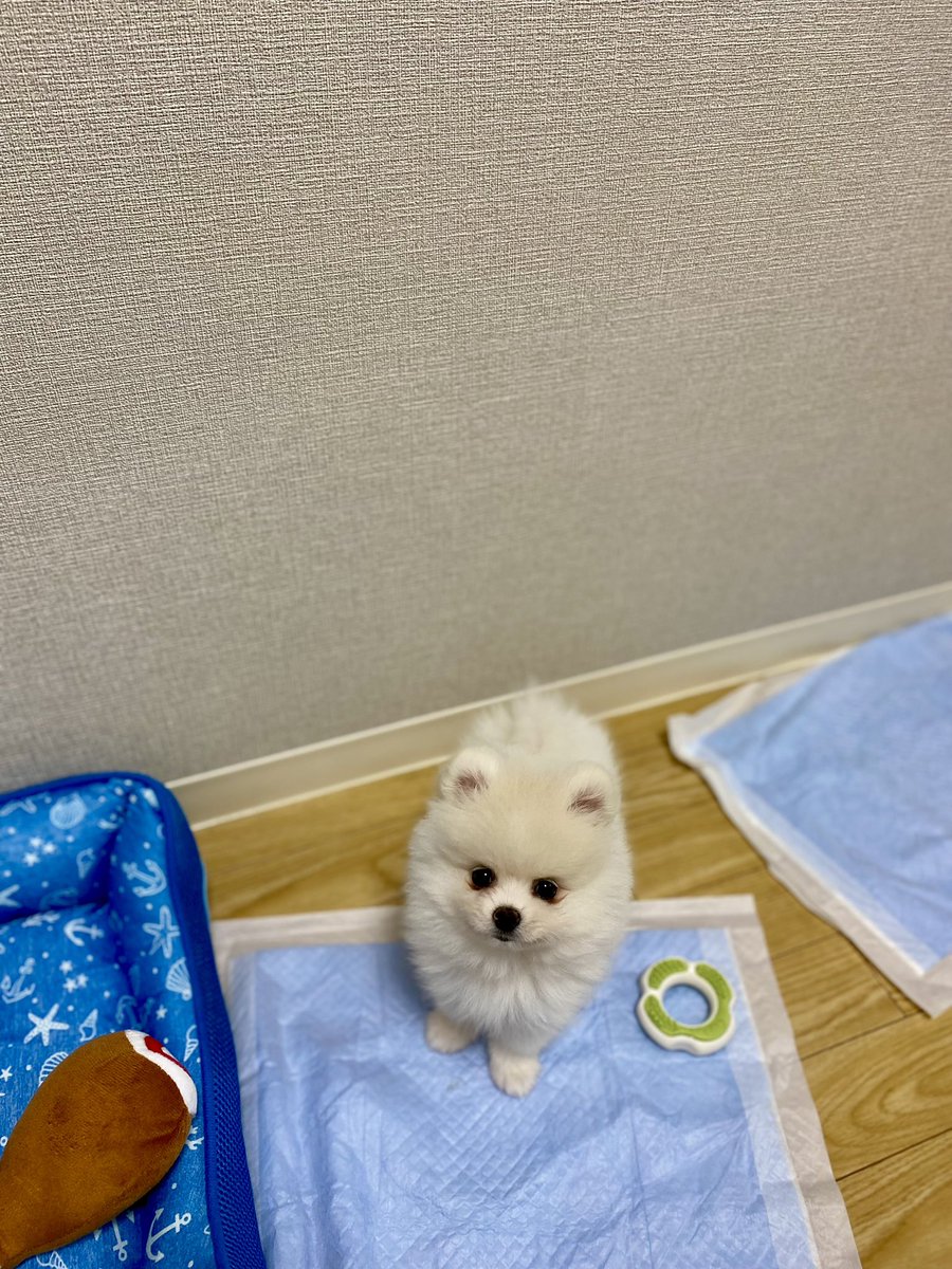 伊之助ボディになるまで毎日腹筋ローラー tweet media