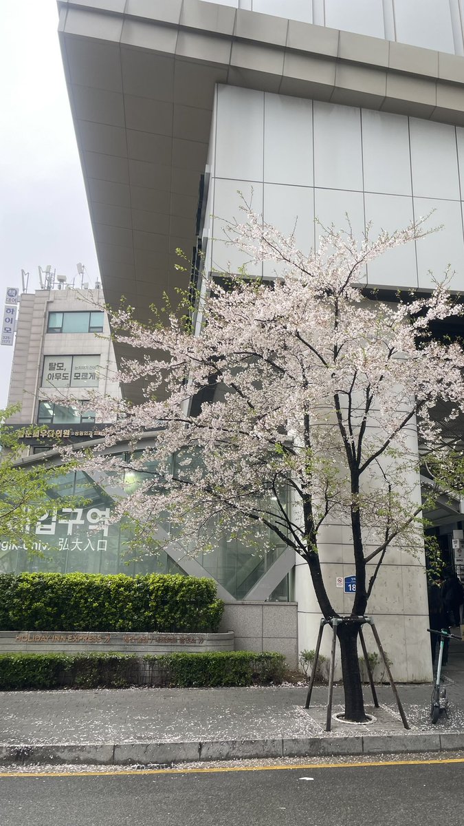 ansii 🐚🪷🌸 tweet media