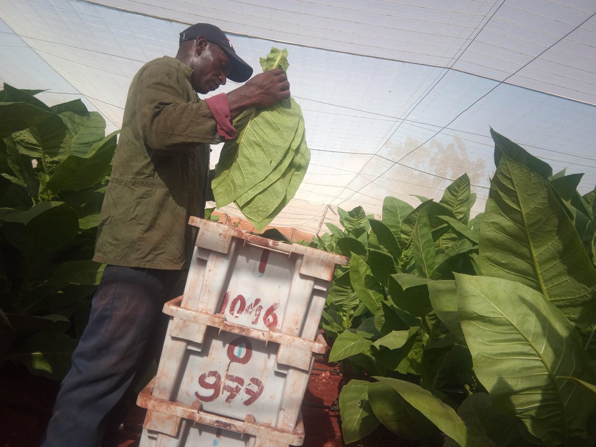 🌱🙌 En fase final cosecha de tabaco tapado en Artemisa. Entran en recolección las últimas 39 hectáreas de las 497 plantadas en la campaña tabacalera 25-26. 

<a href="/GTabacuba/">Grupo Empresarial Tabacuba</a>