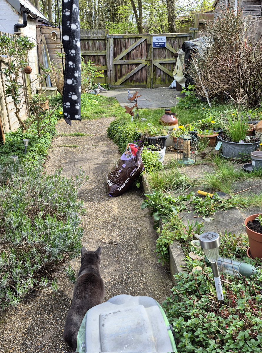 houdini_cat's tweet image. If you zoom in you can see two fat woodpigeons at the far end of my garden. I was creeping up on them, but stupid mum came outside and they flew away. I'll get them next time! Thruxton 😸