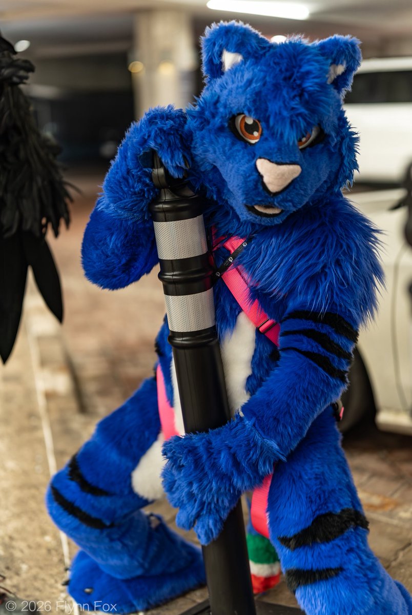 That Blue Tiger Thing tweet media