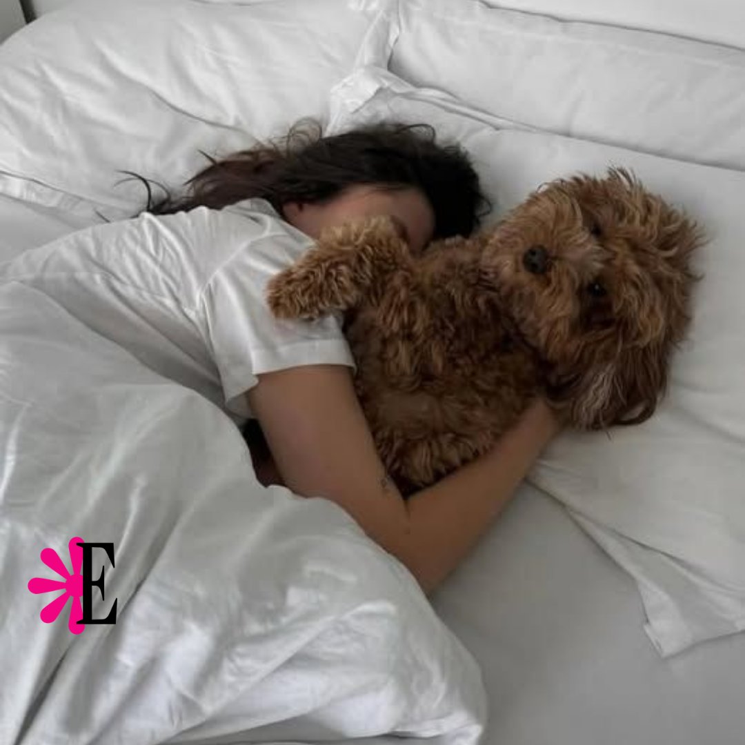 Estampas's tweet image. #Estampas | Está demostrado que compartir la cama con ellos reduce los niveles de cortisol y nos ayuda a conciliar el sueño gracias a esa sensación de seguridad y calma. #Mascotas