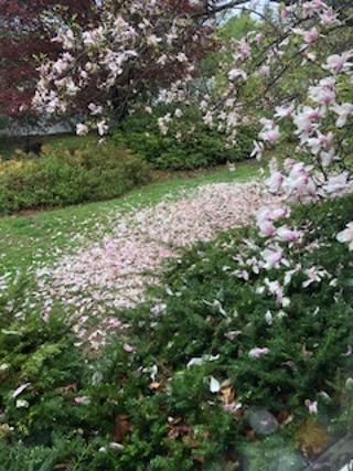"Skylark
Have you seen a valley green with spring?
Where my heart can go a-journeying
Over the shadows and the rain
To a blossom covered lane"

- 1964 song by Ella Fitzgerald
#magnolia  *  my photo